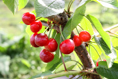 【予約販売】さくらんぼ　甲斐ルビー　５００g【サイズL】