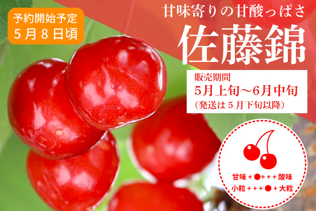 佐藤錦