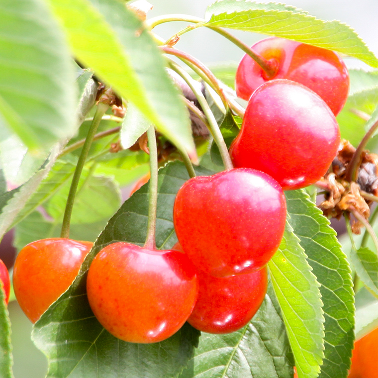 【予約販売】さくらんぼ　アルプス紅扇　【3L～2Lサイズ２４玉入り】