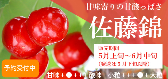 佐藤錦