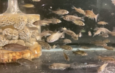 キンブナ稚魚　１２匹