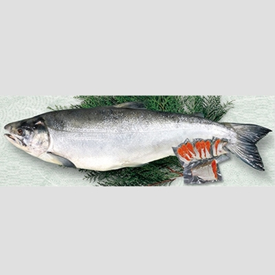 汐紅鮭(甘塩～中塩仕立) 半身(10切前後)真空パック加工