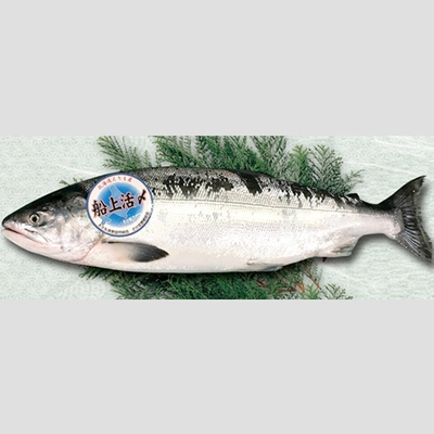 時鮭(時しらず) 3切れ真空パック加工 3.3kg前後(1尾)