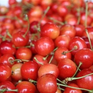 紅秀峰1Kg(2Lサイズ以上/　　　約130粒)500gﾊﾟｯｸ2P:化粧箱入