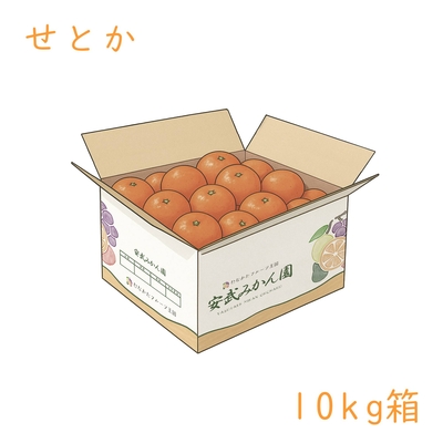 せとか 10kg箱