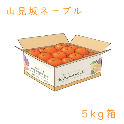 山見坂ネーブル 5kg箱