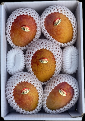 宮古島産【家庭用マンゴー】２kg　県内・県外発送