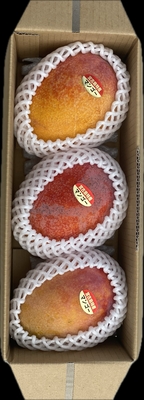 宮古島産【家庭用マンゴー】１kg　県内・県外発送