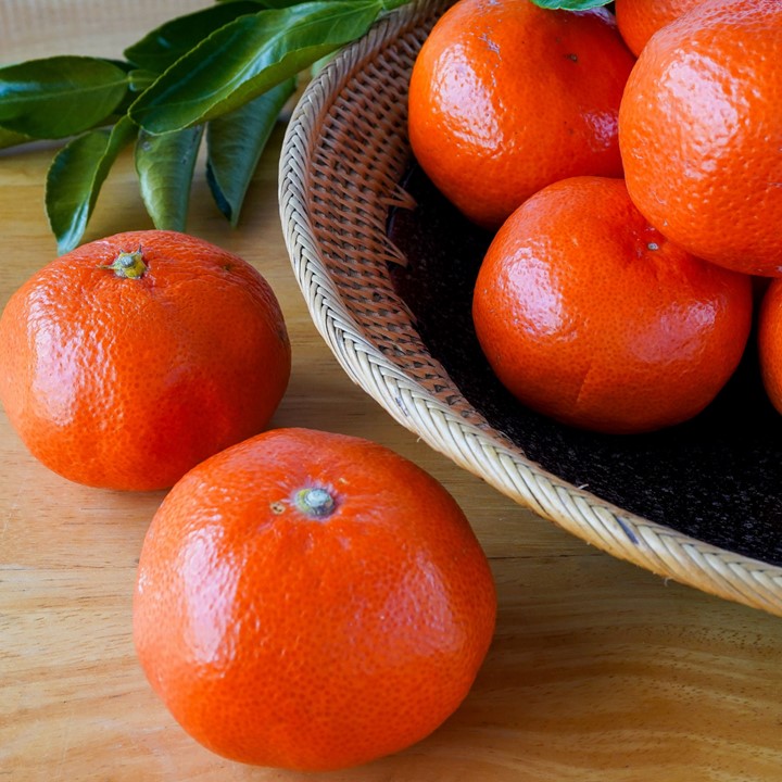 和歌山県産・南高梅（青梅） 日本一の梅の産地・和歌山から届いた南高梅。大粒で肉厚、果肉が柔らかく、加