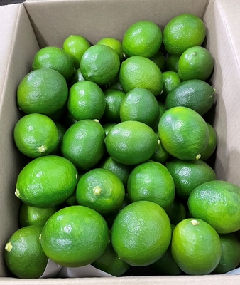 菊池レモン（ご家庭用）5㎏ 