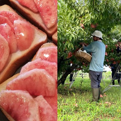 桃モギ・モモーニング