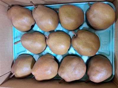 ゴールドラ・フランス　家庭用・簡易包装3㎏　(9～12玉)