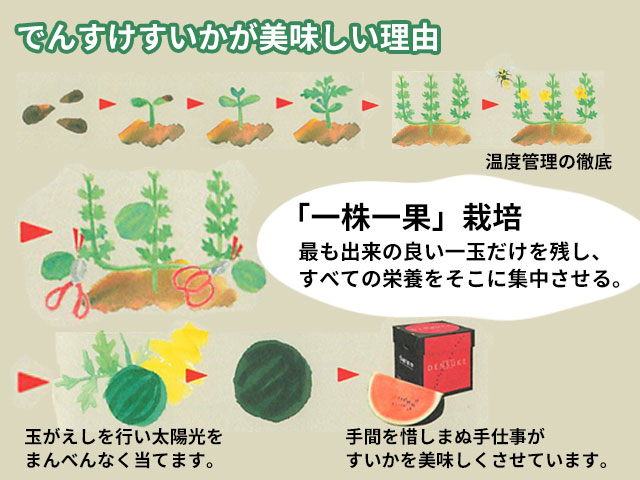 でんすけすいかが美味しい理由『一株一果』