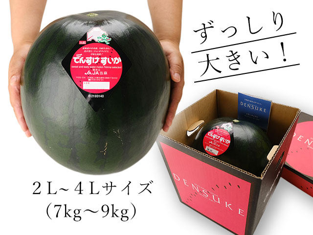 見た目も圧巻。こんなに大きい！