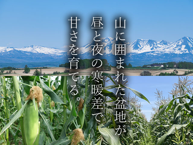 なぜこんなに甘い？濃厚スイーツとうもろこし