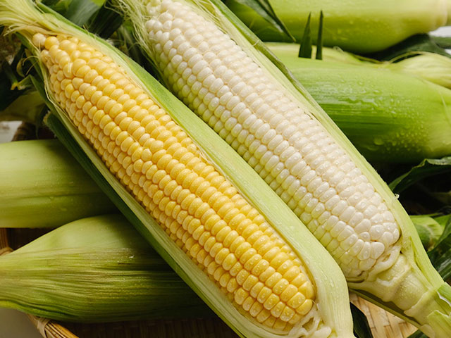 北海道産特大とうもろこし食べ比べ10本（黄5本・白5本） の通販（お取り寄せ）
