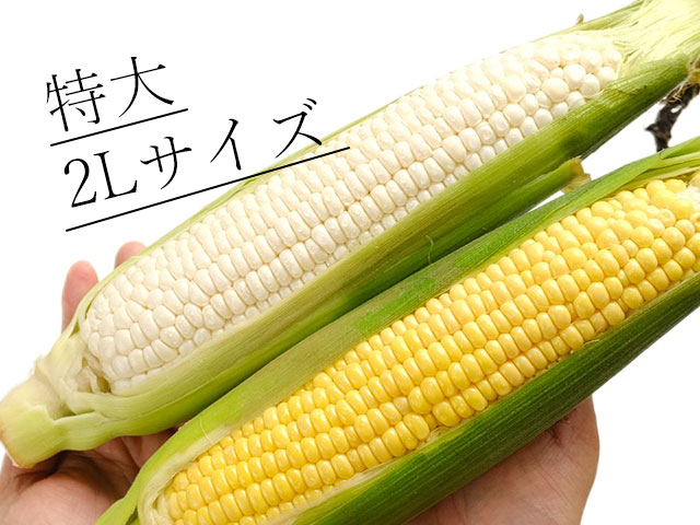 食べ応え抜群！贅沢すぎる特大2Lサイズ