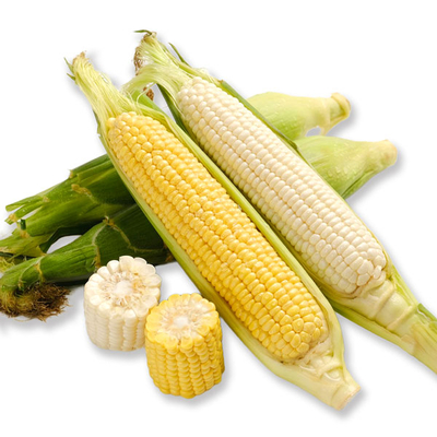 北海道産特大とうもろこし食べ比べ10本（黄5本・白5本）