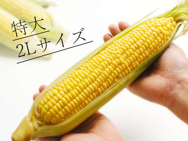 食べ応え抜群の特大２Lサイズ厳選