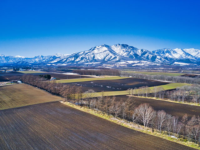今だけ!みずみずしさ弾ける、旬の「秋掘り長いも」