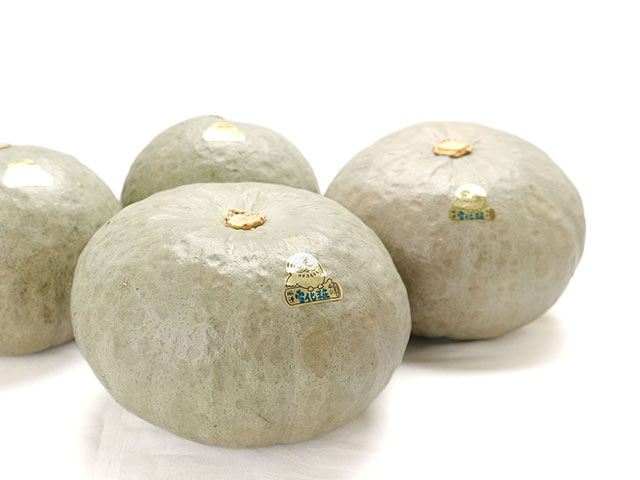 雪のように白い、幻のかぼちゃ。