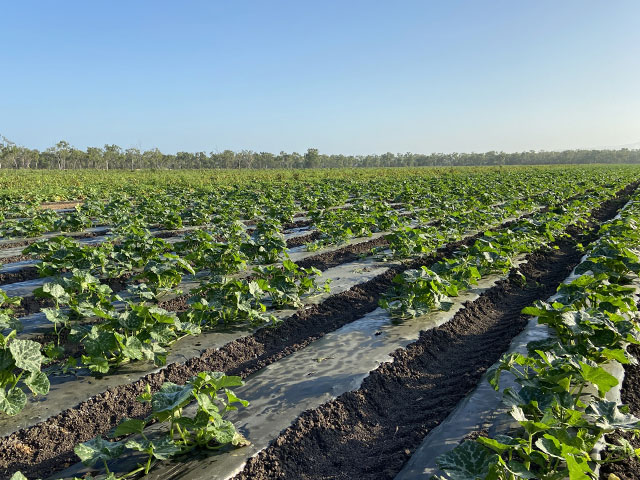 北海道の寒さが、甘さを育てる。