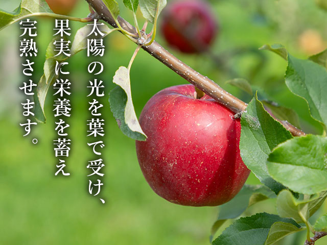 木の上で完熟させる「葉取らず栽培」