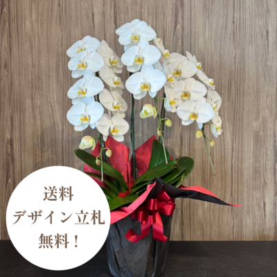 胡蝶蘭ホワイト3本立ち・開花輪24輪以上
