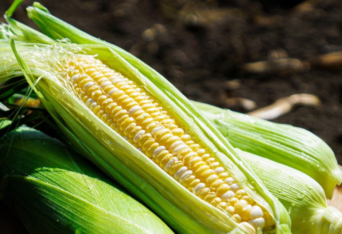 とうもろこし(恵味) | 北海道・ニセコ樺山エリアの農園「リストファーム」