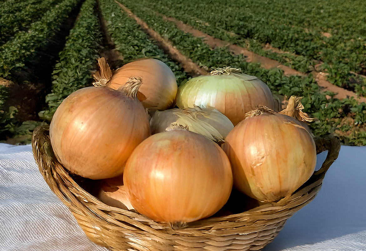 たまねぎ 先行受付】R8年産 特別栽培玉ねぎ 20kg | 北海道津別町 - 北海道津別町