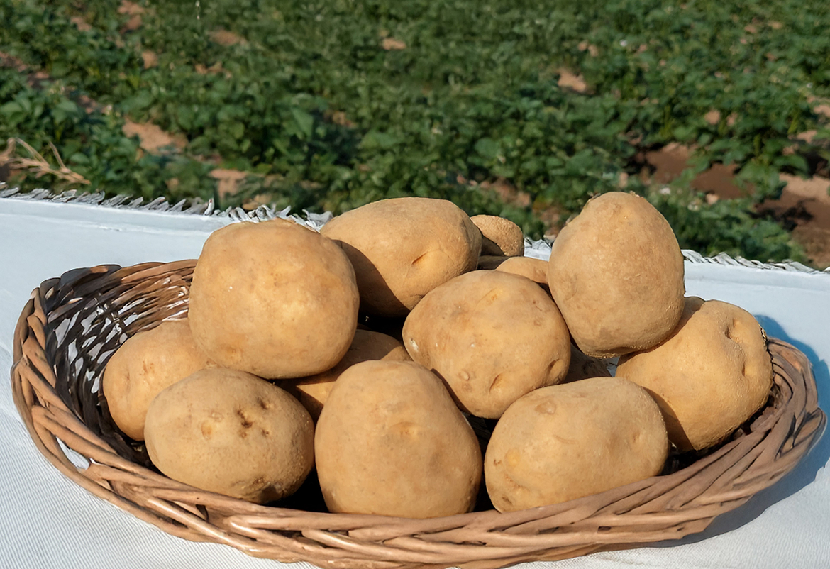 じゃがいも(男爵) | 北海道・ニセコ樺山エリアの農園「リストファーム」