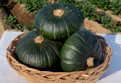 かぼちゃ（味平）約10kg（目安：5～8玉）【10月発送開始予定】