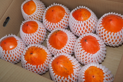 おうち媛富士A(家庭用大玉500ｇ前後11～12玉)