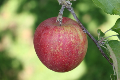 サンふじ　贈答用　[小玉]