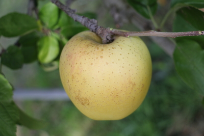 シナノゴールド〔家庭用〕SF