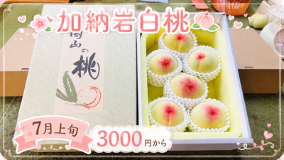 加納岩白桃　7月上旬