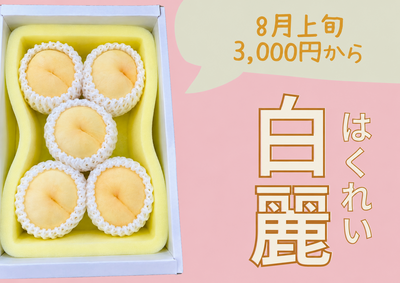 白麗　8月上旬