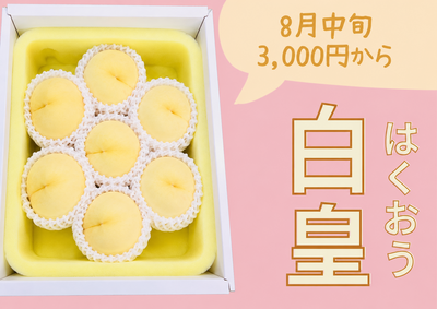 白皇　8月中旬から下旬