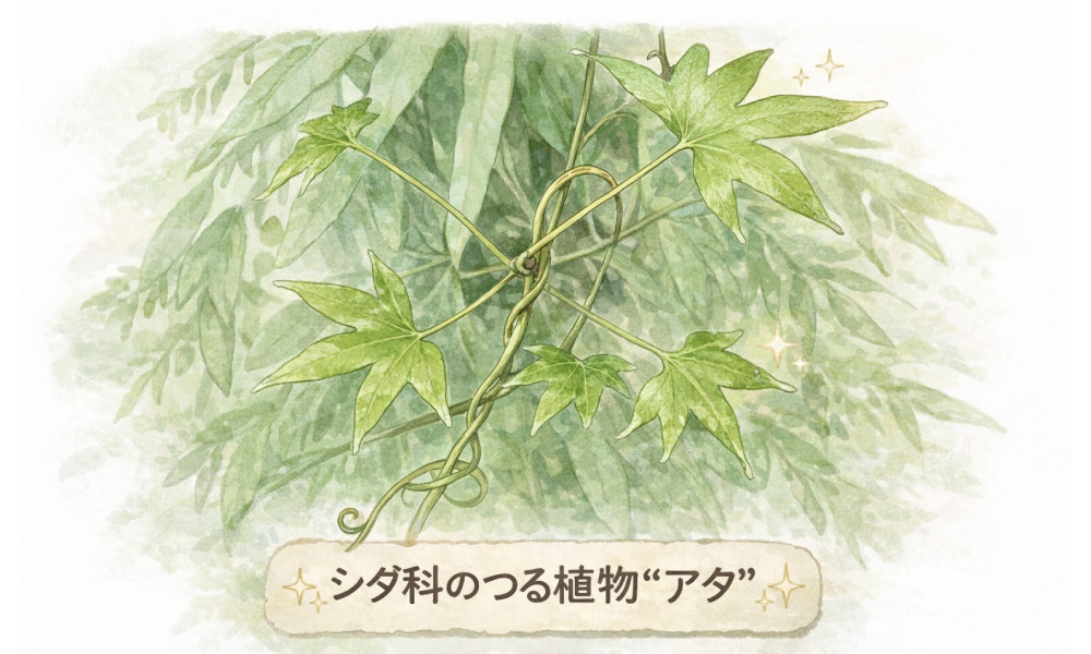 シダ科のつる植物アタ