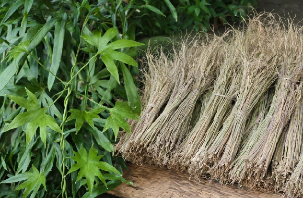 シダ科のつる性植物