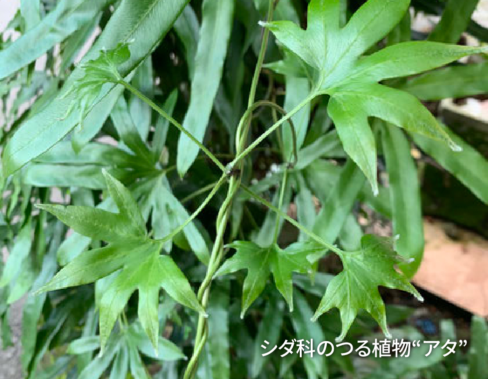 アタという植物