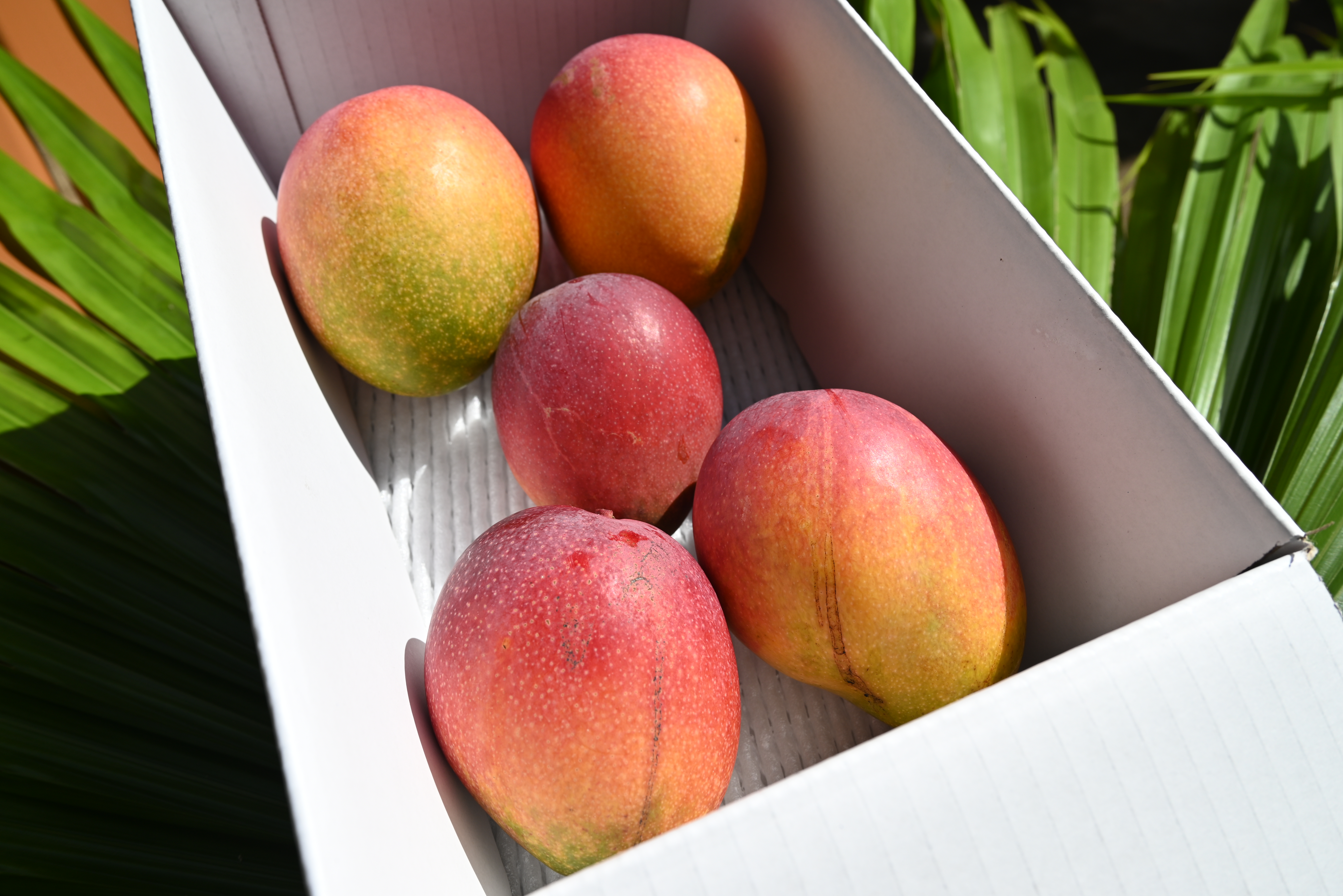 アップルマンゴーB品(家庭用) 2kg（3～6個） | 久米島熱帯果樹園
