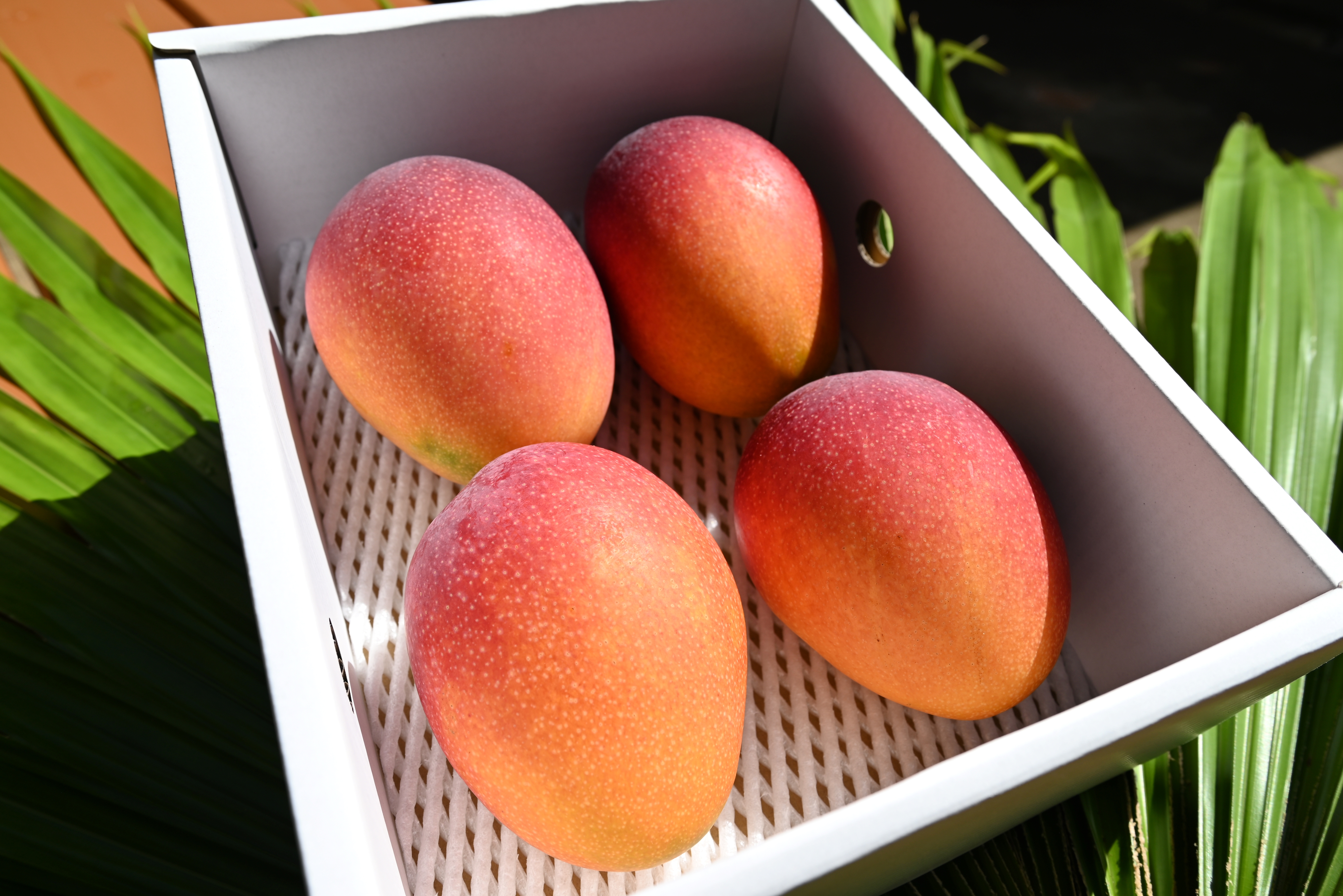アップルマンゴーA品(贈答用) 2kg（3～5個） | 久米島熱帯果樹園