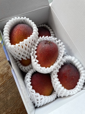 ミニマンゴー 1kg (6〜9個)