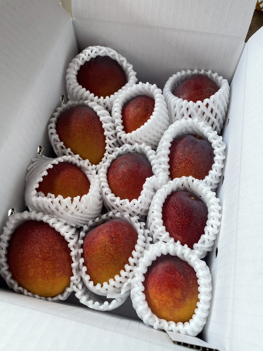 ミニマンゴー　約2キロ ミニマンゴー 秀品 約2kg 化粧箱 数量限定 発送6月〜 沖縄県産