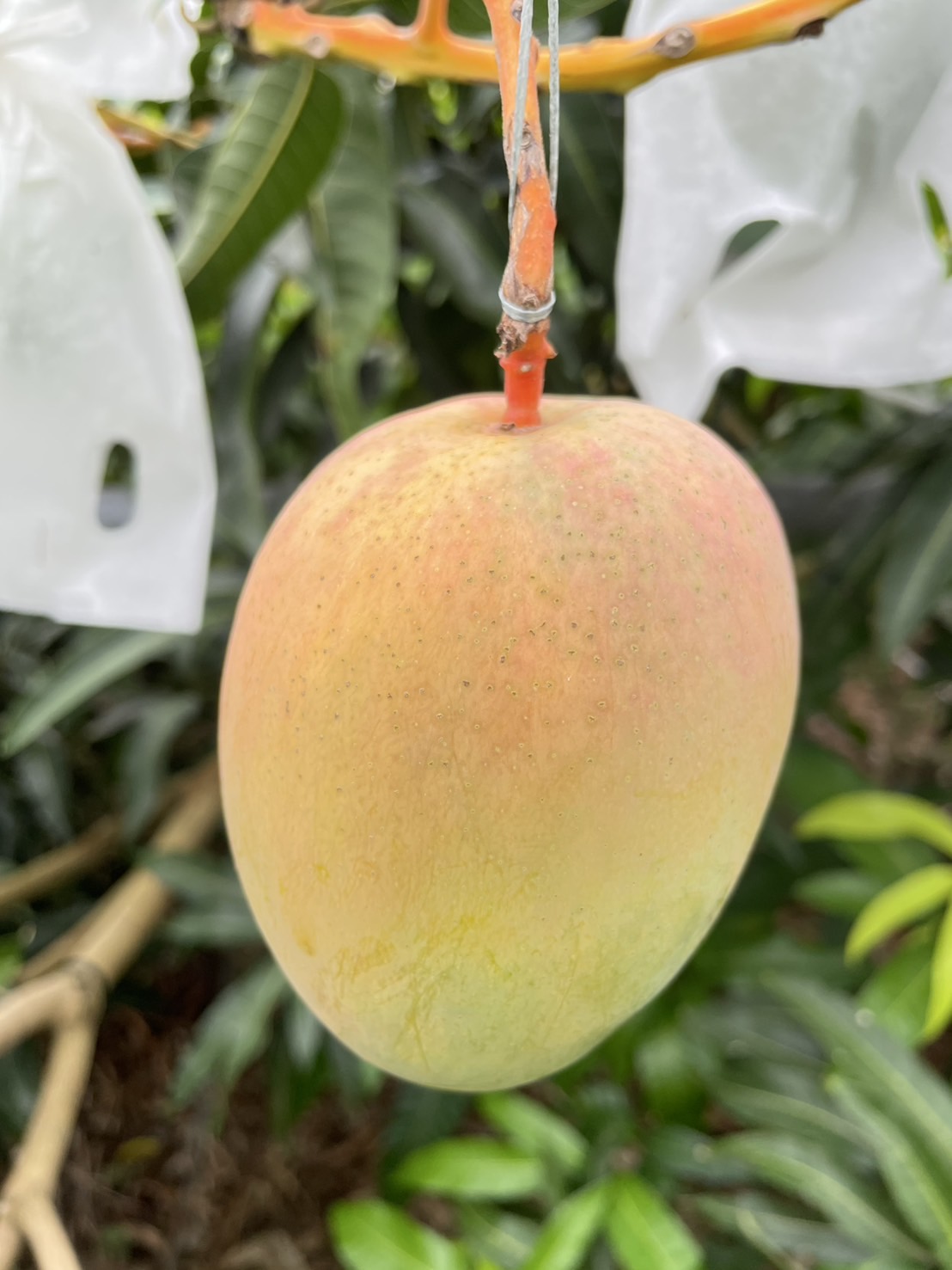 金蜜マンゴー B品（家庭用）1kg | 久米島熱帯果樹園