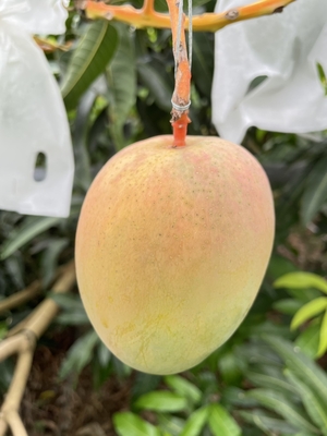 金蜜マンゴー　B品（家庭用）2kg