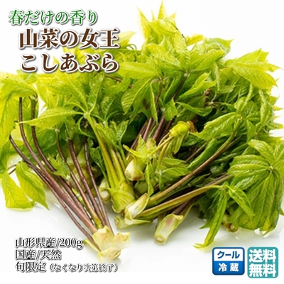 ＼春限定 発送開始／ こしあぶら（コシアブラ）200g 山形県産 天然 山菜の女王 香りを楽しむ大人の天ぷら ほろ苦 大人の味 ※5月上旬頃より順次発送予定【B28】