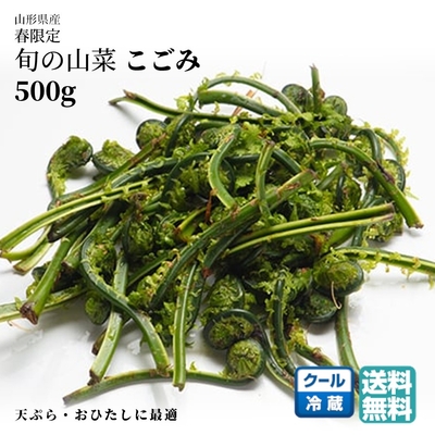 【春限定 発送開始】天然こごみ 500g 山形県産 送料無料 旬の山菜 産地直送（4月下旬〜発送）天ぷらに最適 山の幸【B28】