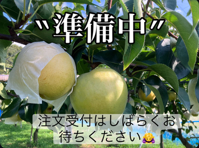 秋麗梨 ５kg箱（10～14個）※8/28～9/5頃発送